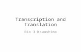 Lec23 Transcription And Translation