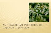 Anti bacterial poperties of cajanus cajan leaf