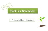 Plants as bioreactor