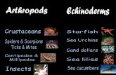 Arthropods and echinoderms 2011
