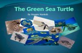 Green sea turtles mn