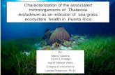 Characterization of the associated microorganisms of Thalassia