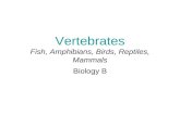 Ch. 25 to 27   vertebratesrevised
