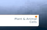 Plant animal cells ppt