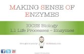 Mr Exham IGCSE Biology - Enzymes