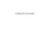 Edited calyx and corolla case ppt