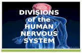 Divisions of the Human Nervous System