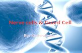 Nerve cells & guard cells