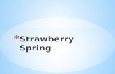 Strawberry spring final_ppt