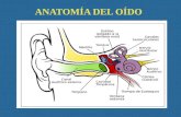Anatomia del oido externo y medio