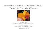 Microbial Cause of Calcium Lactate Defect in Cheddar Cheese