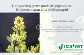 Conquering gene pools in pigeonpea