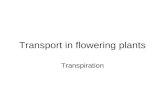 Transport In Flowering Plants 1
