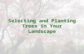 Selecting and planting trees in your landscape