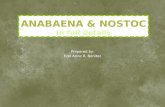 Anabaena and Nostoc