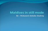 Maldives In Still Mode