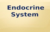 Endocrine System-janica