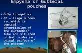 Gutteral pouches, By Dr. Rekha Pathak, senior scientist IVRI