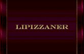 Lipizzaner (1)