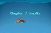 Orteza edited part 2 animal kingdom 97