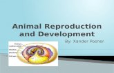 Chapter 46 Animal Reproduction & Chapter 47 Animal Development