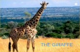 Alma e irene the giraffe