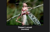 Desert Locust Management (ICE2012, Daegu, Korea)