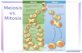 Meiosis for moodle 2013 14