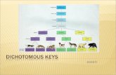 Grade 7 - Dichotomous Keys