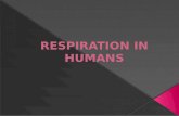 Respiration in humans