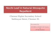 Chennai Hr Sec School "Nochi Leaf A Natural Mosquito Repellent"