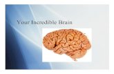 Your Incredible Brain: Part One
