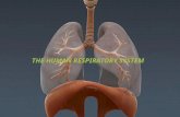 The human respiratory system ppt.1pptx