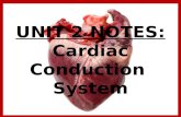 Anatomy Unit 2: Cardiac Conduction Notes