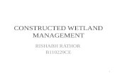 Constructed wetland management