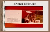 Rabbit diseases