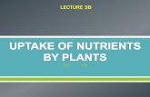 Uptake of nutrients by plants
