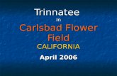 Carlsbad Flowers Field