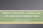 Activation of cyclin b1 cdk1 synchronizes events