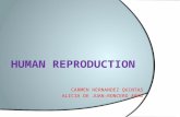 Human reproduction by Carmen and Alicia