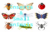 Insects & small animals