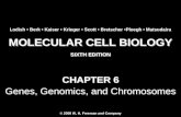 Molecular Cell Biology Lodish 6th.ppt - Chapter 6   genes, genomics, and chromosomes
