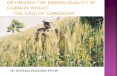 Optimizing the Baking Quality in Common Wheat: The Case of Cameroon