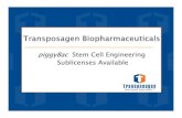 Pb Stem Cell Engineering