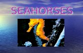 Seahorse Ocean Animals project