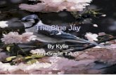 The Blue Jay by Kylie