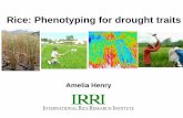 GRM 2011: Phenotyping rice for drought tolerance