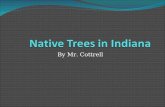 Native Trees In Indiana