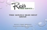 Tree Service near West Grove