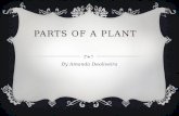 Parts of a plant Amanda